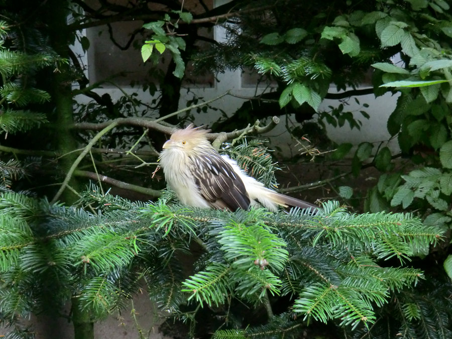 Guirakuckuck im Wuppertaler Zoo im Juli 2012