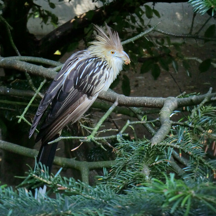 Guirakuckuck im Wuppertaler Zoo im Juli 2012