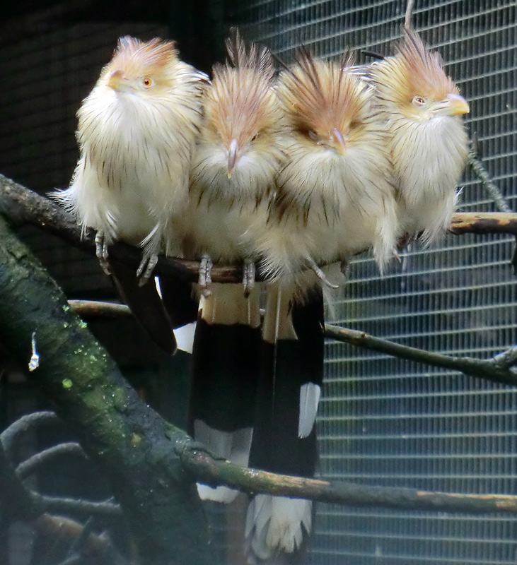 Guirakuckucke im Wuppertaler Zoo im Juli 2012