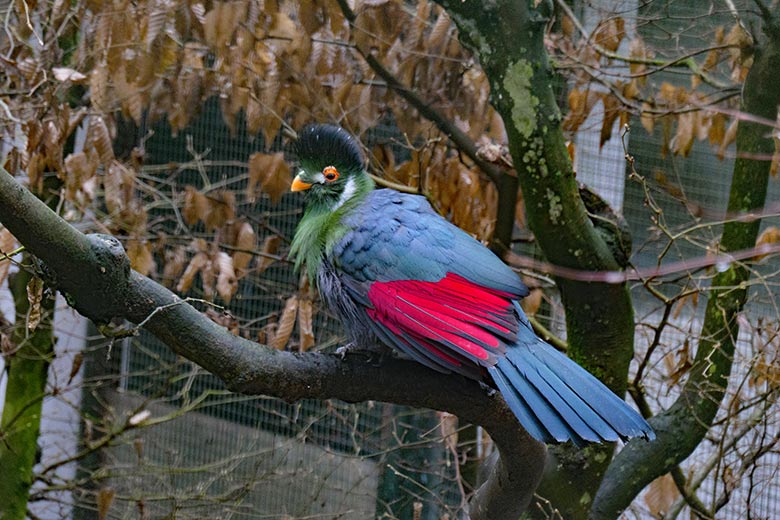 Weißohrturako am 18. Februar 2022 in einer Außenvoliere am Vogel-Haus im Zoo Wuppertal
