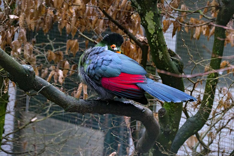 Weißohrturako am 18. Februar 2022 in einer Außenvoliere am Vogel-Haus im Zoologischen Garten Wuppertal