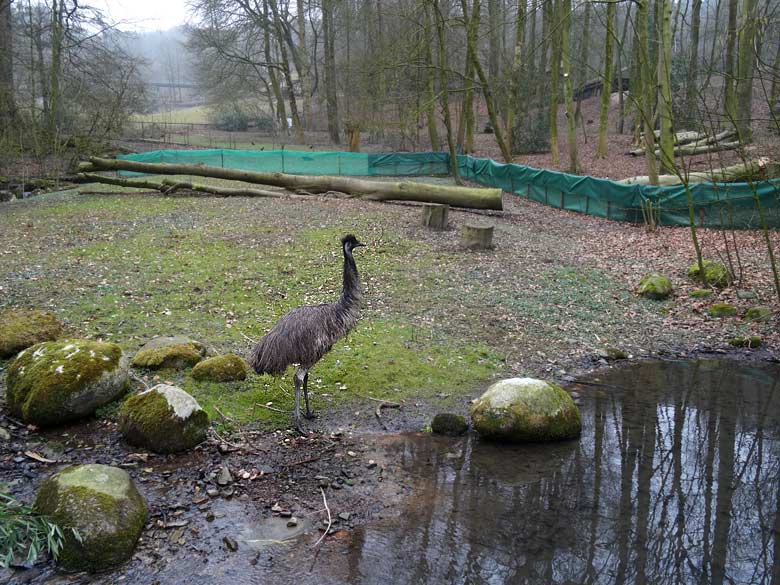 Emu am 18. März 2016 auf der Außenanlage im Wuppertaler Zoo