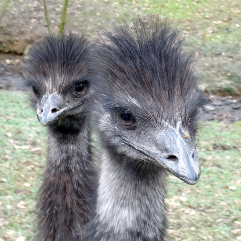Emus am 20. März 2016 auf der Außenanlage im Wuppertaler Zoo