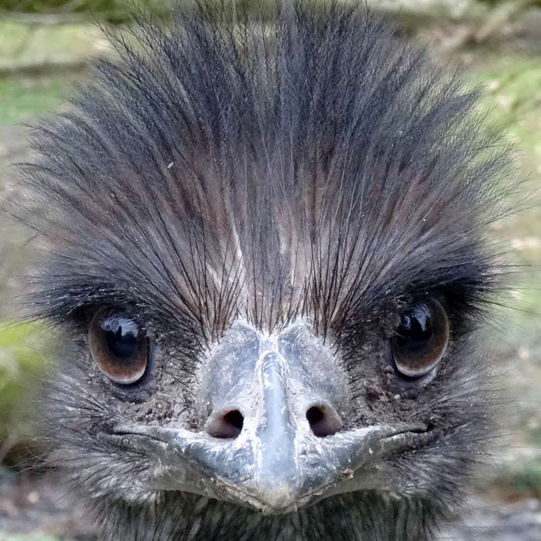 Emu am 20. März 2016 auf der Außenanlage im Zoo Wuppertal