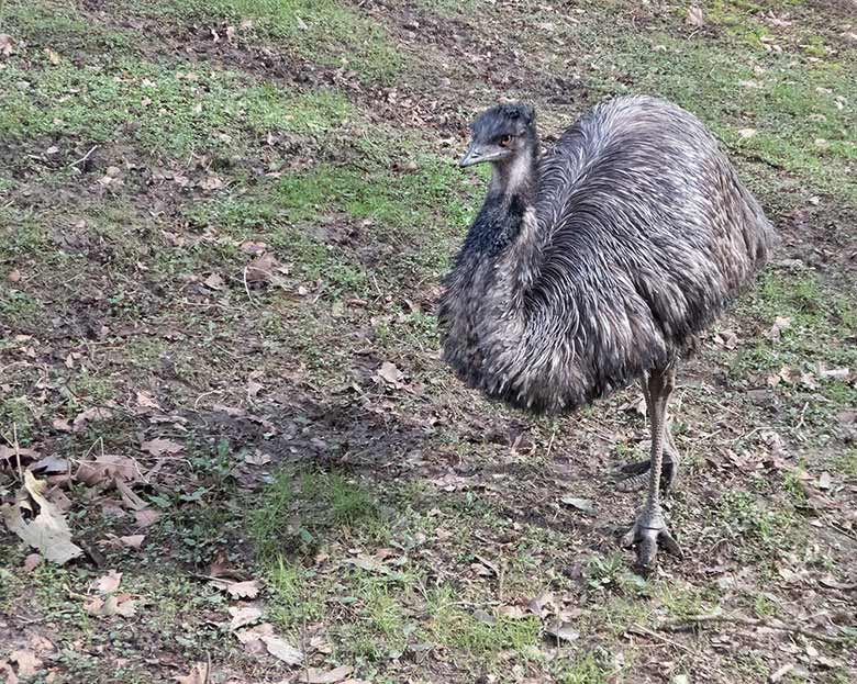 Emu am 17. März 2019 auf der Außenanlage im Zoologischen Garten Wuppertal
