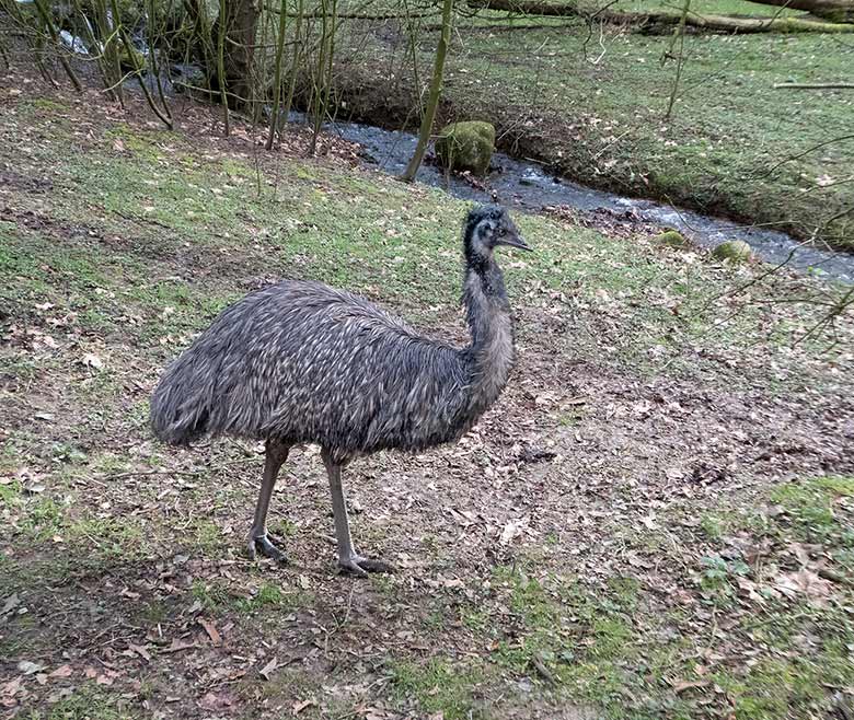 Emu am 17. März 2019 auf der Außenanlage im Zoo Wuppertal