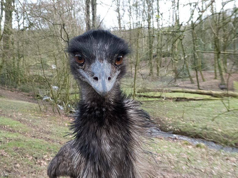 Emu am 17. März 2019 auf der Außenanlage im Grünen Zoo Wuppertal