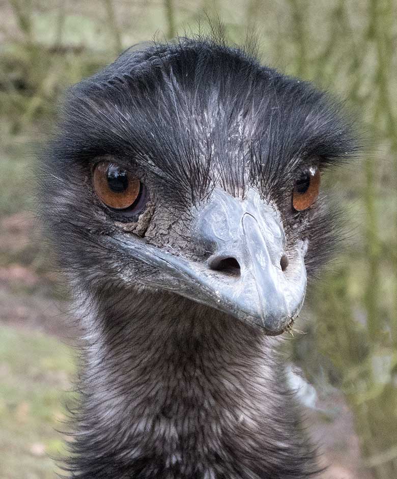 Emu am 17. März 2019 auf der Außenanlage im Wuppertaler Zoo