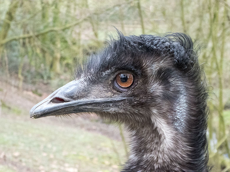 Emu am 17. März 2019 auf der Außenanlage im Zoologischen Garten der Stadt Wuppertal