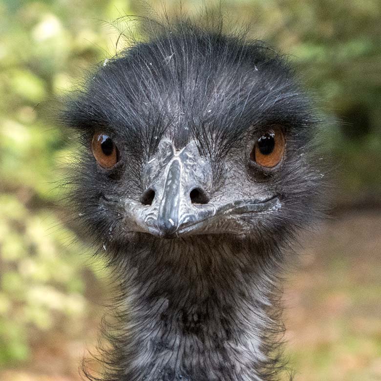 Emu am 2. Oktober 2019 im Grünen Zoo Wuppertal