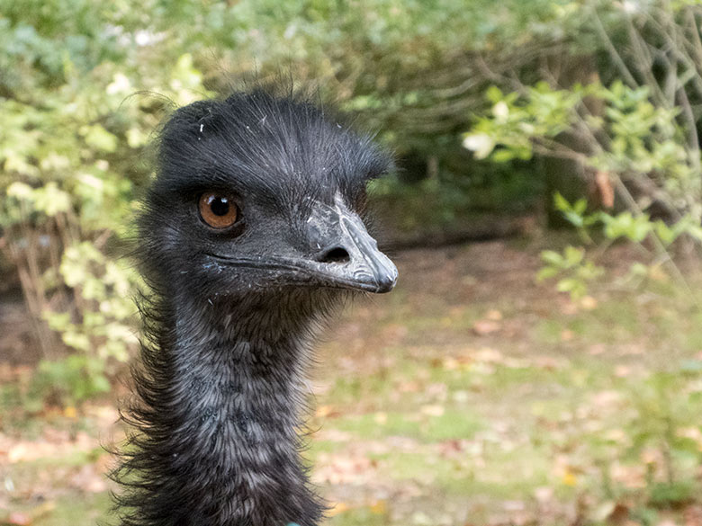 Emu am 2. Oktober 2019 im Zoologischen Garten Wuppertal