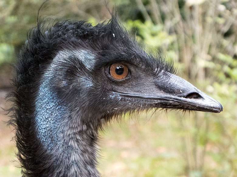 Emu am 2. Oktober 2019 im Wuppertaler Zoo