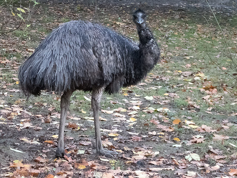 Großer Emu am 15. November 2019 auf der Außenanlage im Grünen Zoo Wuppertal