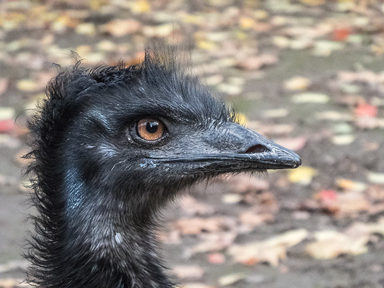 Großer Emu am 15. November 2019 auf der Außenanlage im Wuppertaler Zoo