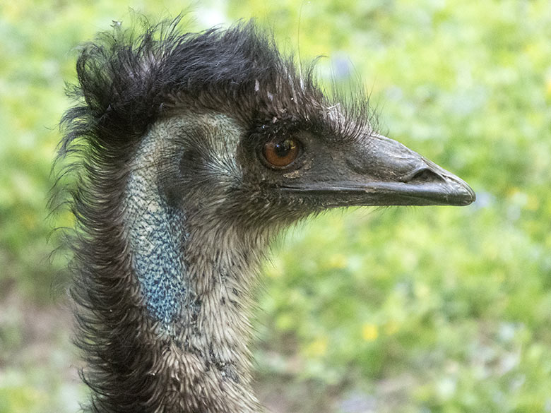 Emu am 15. Mai 2020 auf der Außenanlage im Grünen Zoo Wuppertal