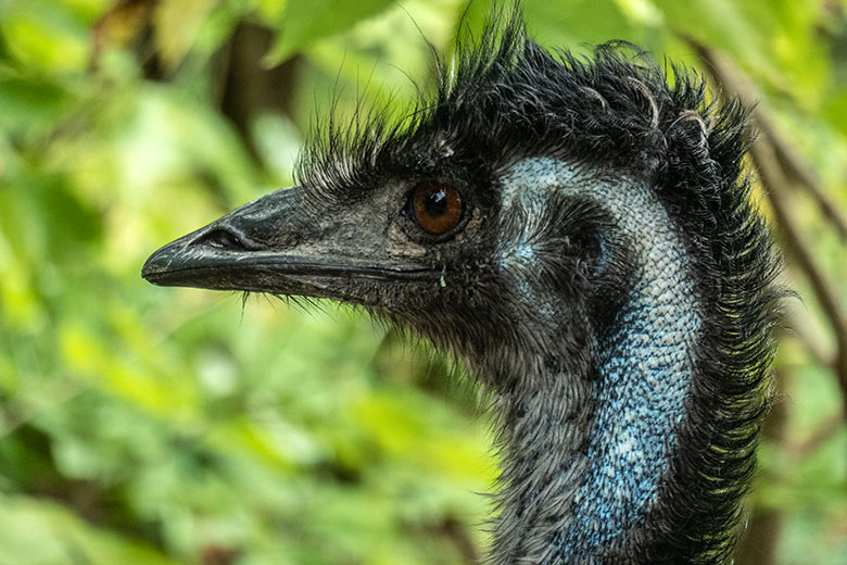 Großer Emu am 9. September 2020 auf der Außenanlage im Grünen Zoo Wuppertal