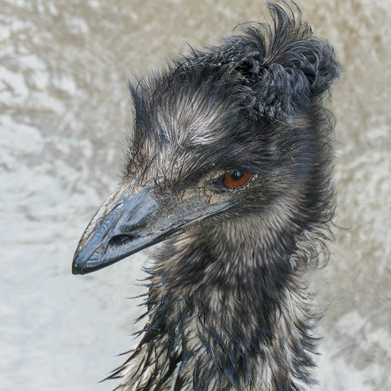 Emu am 30. Januar 2022 im Wasser der Außenanlage im Grünen Zoo Wuppertal