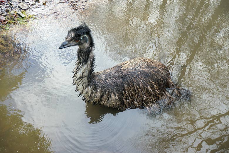 Emu am 30. Januar 2022 im Wasser der Außenanlage im Zoologischen Garten Wuppertal