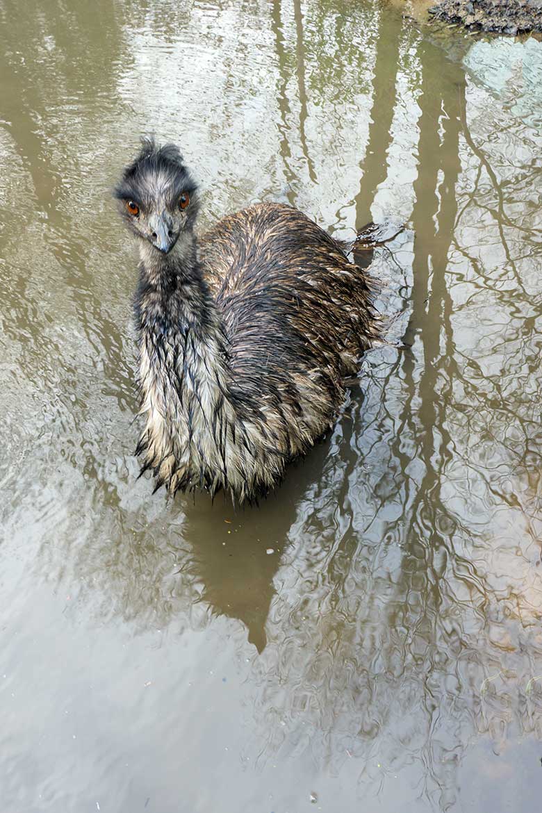 Emu am 30. Januar 2022 im Wasser der Außenanlage im Zoo Wuppertal