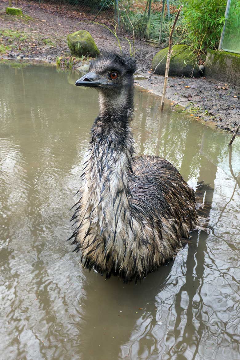 Emu am 30. Januar 2022 im Wasser der Außenanlage im Wuppertaler Zoo