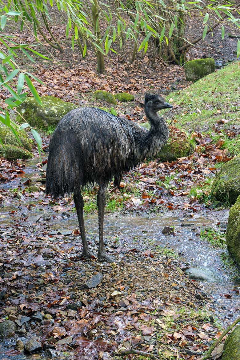 Emu nach dem Wasser-Bad am 30. Januar 2022 auf der Außenanlage im Grünen Zoo Wuppertal