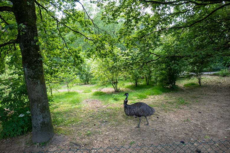 Emu am 9. Juni 2023 auf der Außenanlage im Grünen Zoo Wuppertal