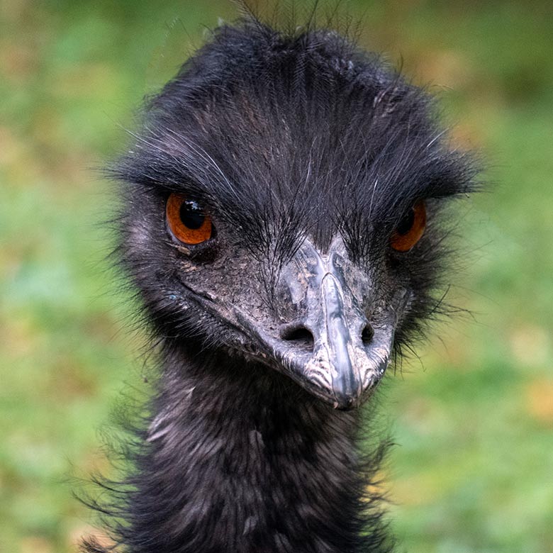 Großer Emu am 13. Oktober 2024 auf der Außenanlage im Wuppertaler Zoo