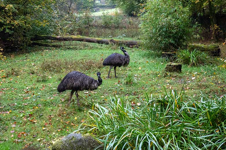 Zwei Große Emus am 19. Oktober 2024 auf der Außenanlage im Zoo Wuppertal