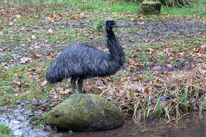 Großer Emu am 14. Dezember 2024 auf der Außenanlage im Grünen Zoo Wuppertal