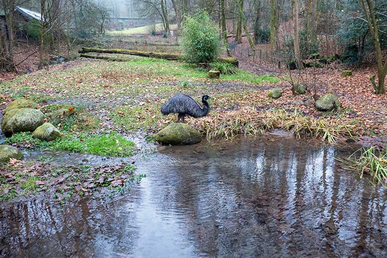 Großer Emu am 14. Dezember 2024 auf der Außenanlage im Zoologischen Garten Wuppertal