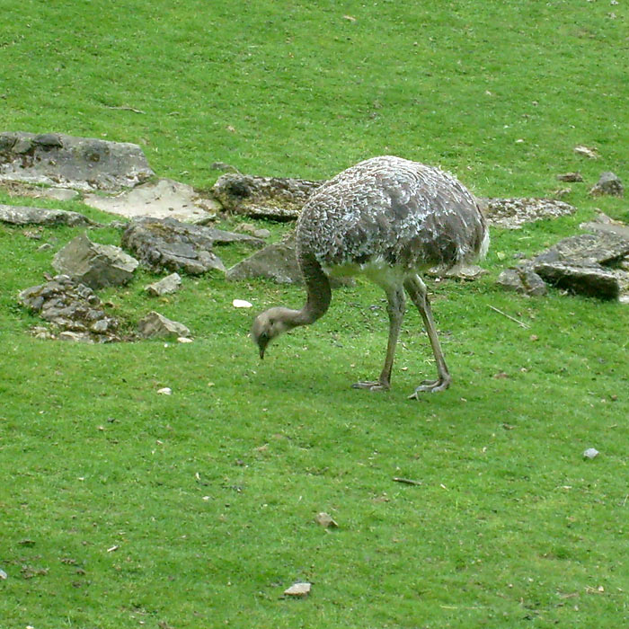 Darwin-Nandu im Wuppertaler Zoo im Mai 2010