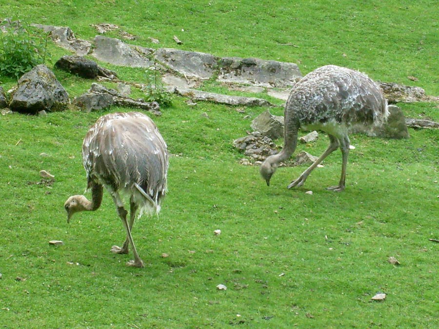 Darwin-Nandus im Zoologischen Garten Wuppertal im Mai 2010