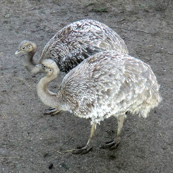 Darwin-Nandus im Wuppertaler Zoo im Februar 2012