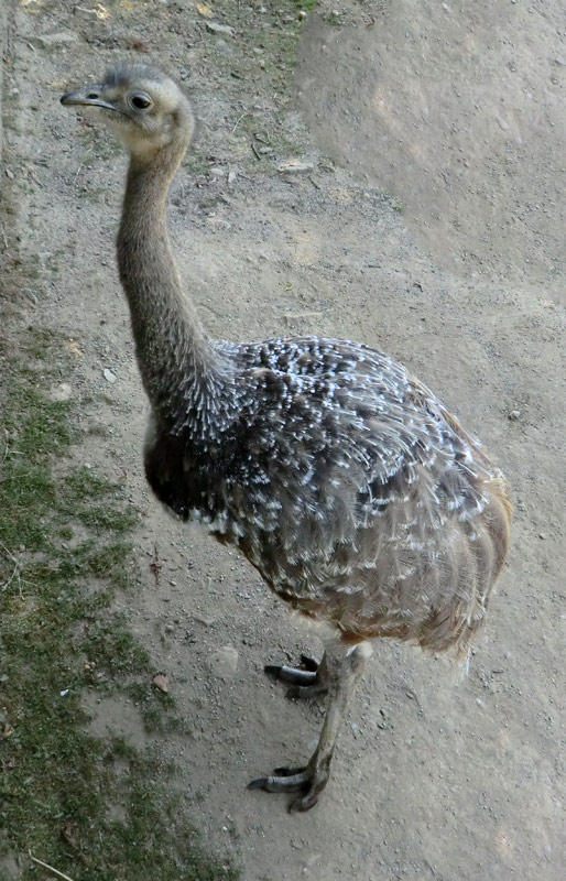 Darwin-Nandu im Wuppertaler Zoo im Juli 2013
