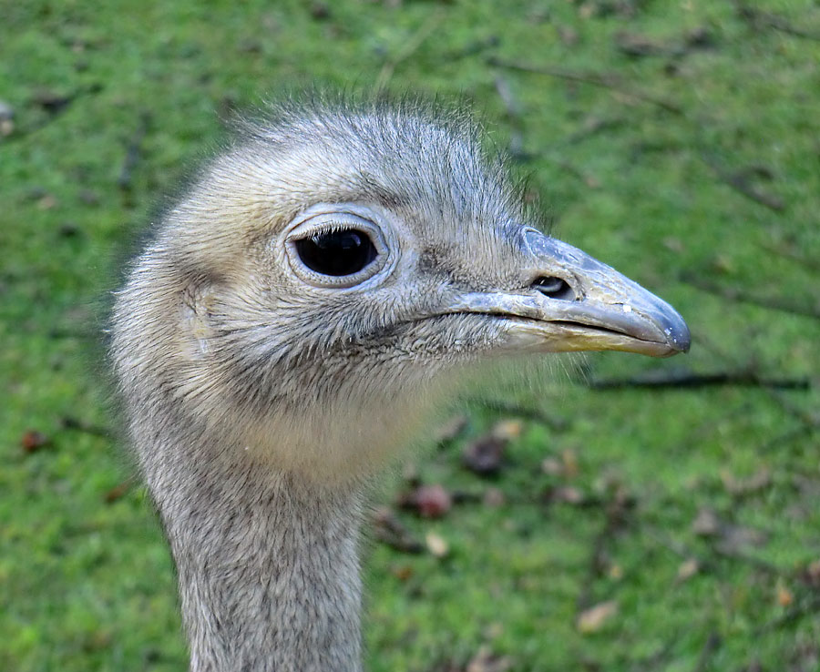 Darwin-Nandu im Zoo Wuppertal im November 2013