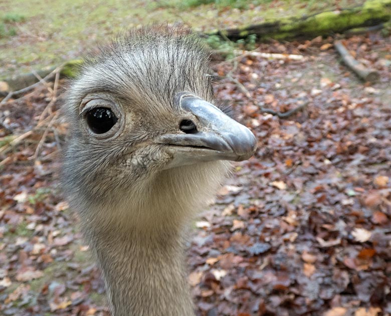 Männlicher Darwin-Nandu am 24. November 2019 auf der Patagonien-Anlage im Grünen Zoo Wuppertal
