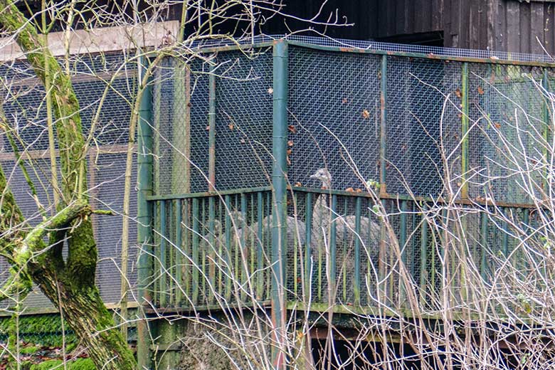 Drei neue Darwin-Nandu-Hennen am 20. Dezember 2022 im verdrahteten Eckbereich des Stall-Gebäudes auf der Patagonien-Anlage im Grünen Zoo Wuppertal