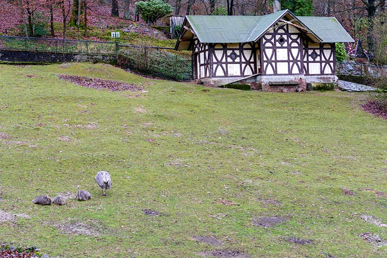 Drei Darwin-Nandu-Hennen und ein Darwin-Nandu-Hahn am 28. Dezember 2022 auf der Patagonien-Anlage im Grünen Zoo Wuppertal