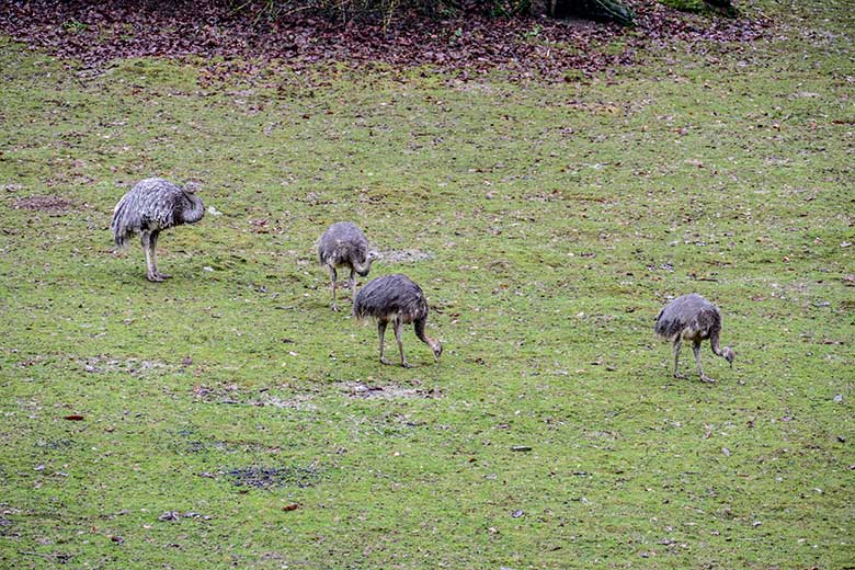 Der Darwin-Nandu-Hahn und die drei Darwin-Nandu-Hennen am 28. Dezember 2022 auf der Patagonien-Anlage im Zoologischen Garten Wuppertal