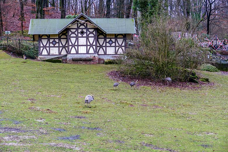 Der Darwin-Nandu-Hahn und die drei Darwin-Nandu-Hennen am 28. Dezember 2022 auf der Patagonien-Anlage im Zoo Wuppertal