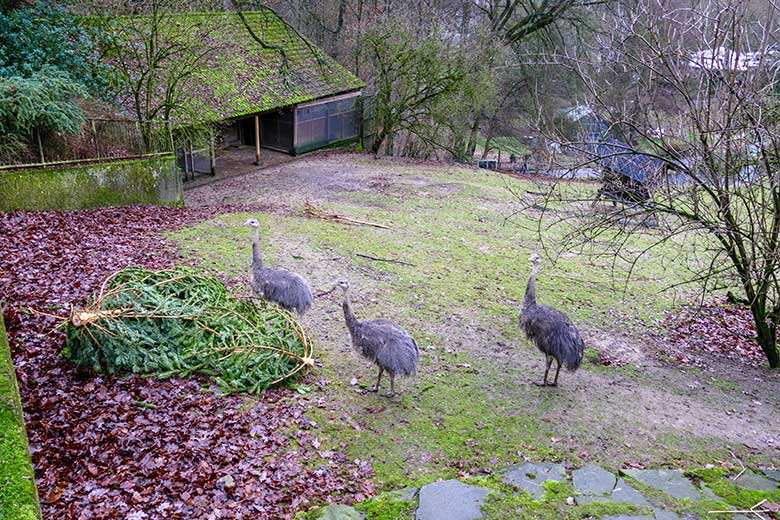 Drei Darwin-Nandu-Hennen am 28. Dezember 2022 auf der Patagonien-Anlage im Grünen Zoo Wuppertal