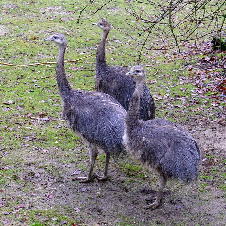 Drei Darwin-Nandu-Hennen am 28. Dezember 2022 auf der Patagonien-Anlage im Wuppertaler Zoo