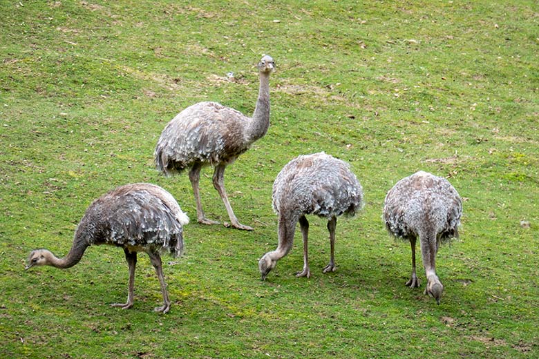 Darwin-Nandu-Hahn und drei Darwin-Nandu-Hennen am 27. März 2024 auf der Patagonien-Anlage im Wuppertaler Zoo