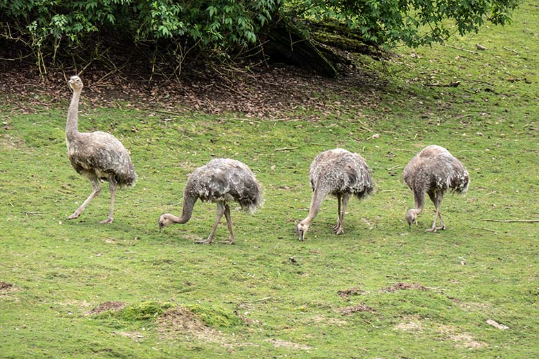 Darwin-Nandu-Hahn und drei Darwin-Nandu-Hennen am 9. April 2024 auf der Patagonien-Anlage im Grünen Zoo Wuppertal