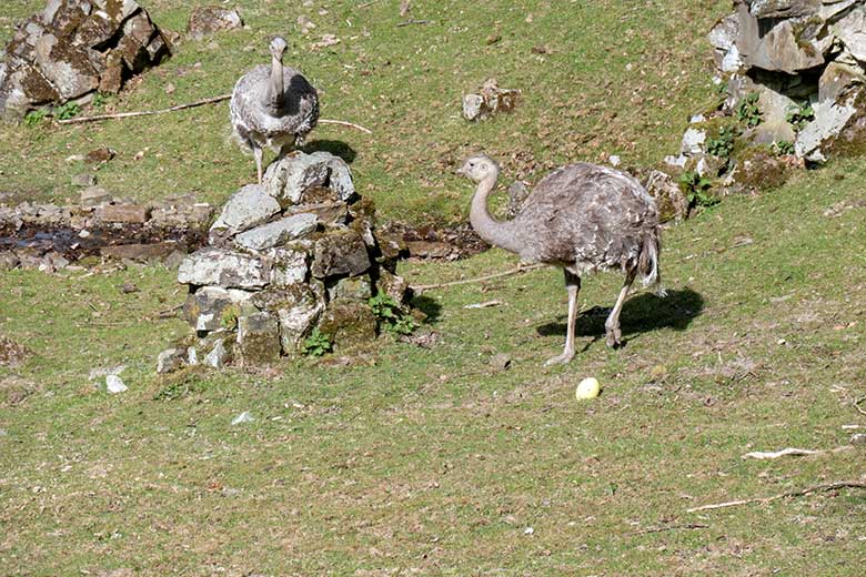 Darwin-Nandu-Hennen mit Darwin-Nandu-Ei am 11. April 2025 auf der Patagonien-Anlage im Zoo Wuppertal