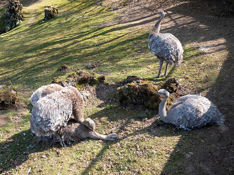 Darwin-Nandu-Paarung am 11. April 2025 auf der Patagonien-Anlage im Zoo Wuppertal
