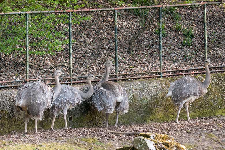Vier Wuppertaler Darwin-Nandus am 11. April 2025 auf der Patagonien-Anlage im Zoo Wuppertal