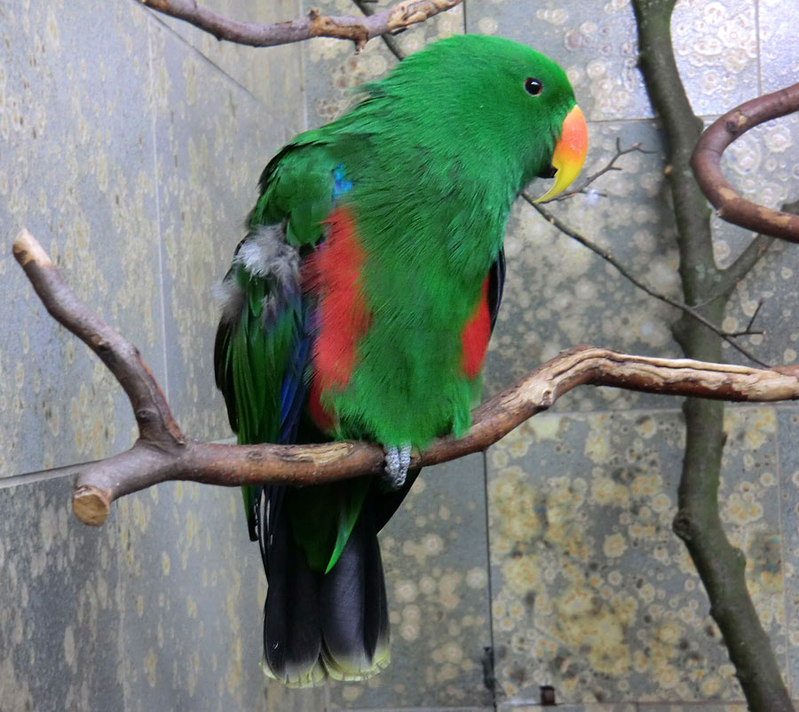 Männlicher Neuguinea-Edelpapagei im Wuppertaler Zoo im Dezember 2013