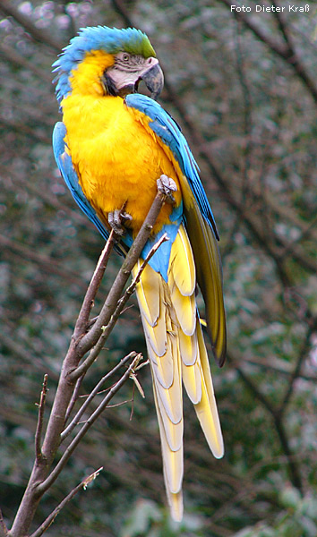 Gelbbrustara im Wuppertaler Zoo im Februar 2008 (Foto Dieter Kraß)