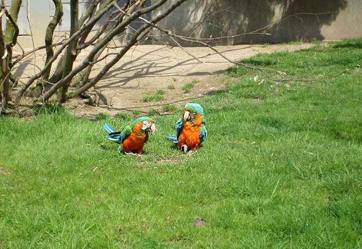Ara-Hybriden im Wuppertaler Zoo im April 2008